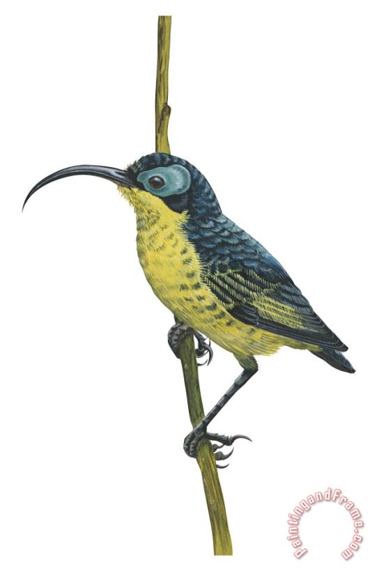 Wattled False Sunbird painting - Others Wattled False Sunbird Art Print