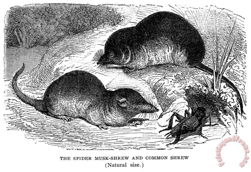 Others Zoology: Shrew Art Print