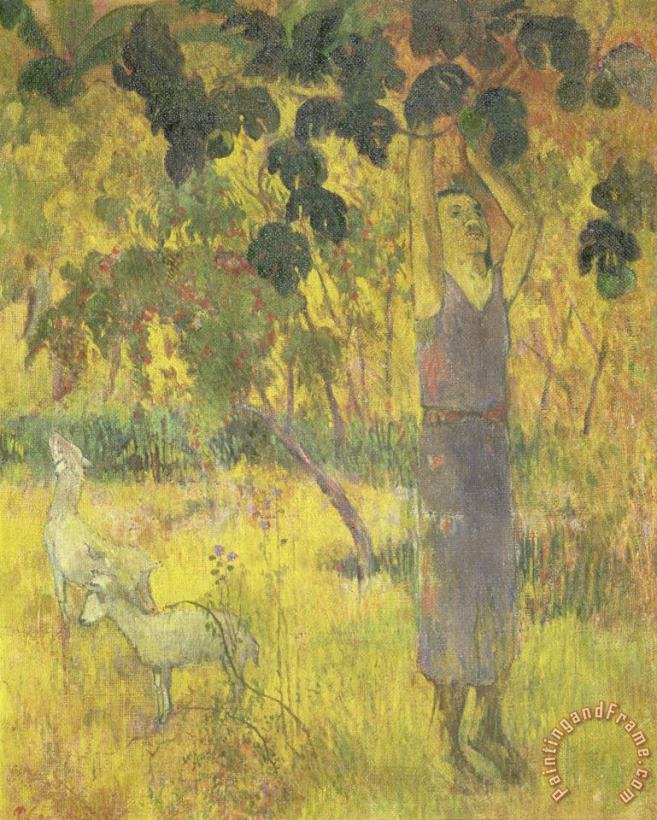 Paul Gauguin Man Picking Fruit From a Tree Art Painting