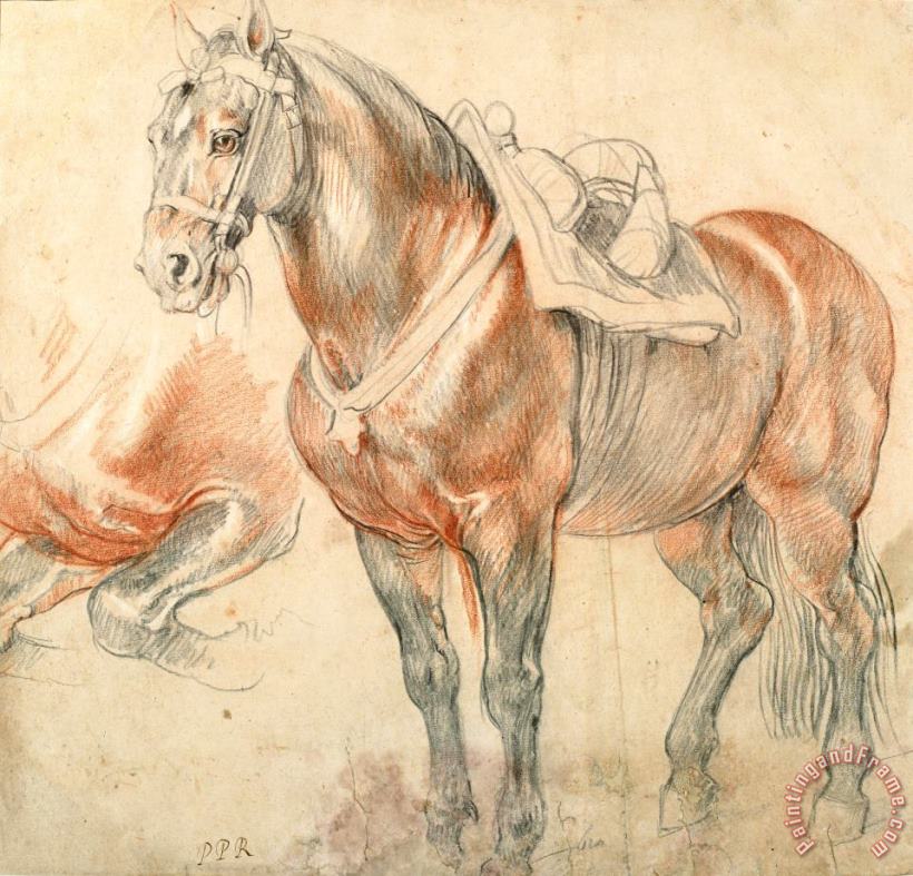 Saddled Horse, C. 1615 1618 painting - Peter Paul Rubens Saddled Horse, C. 1615 1618 Art Print