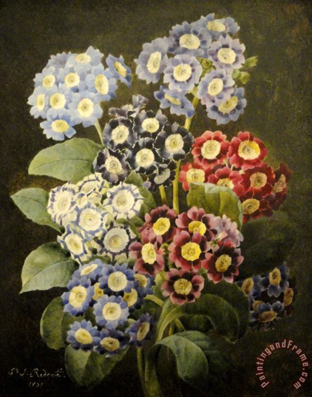 A Bouquet of Auriculas painting - Pierre Joseph Redoute A Bouquet of Auriculas Art Print