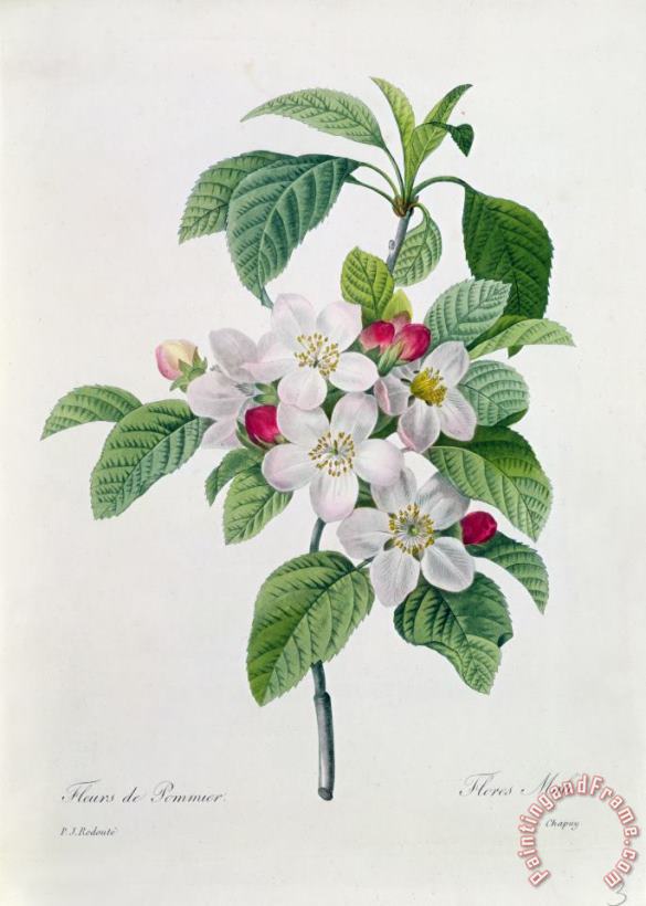 Pierre Joseph Redoute Apple Blossom Art Painting