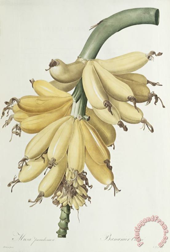 Pierre Joseph Redoute Bananas Art Painting