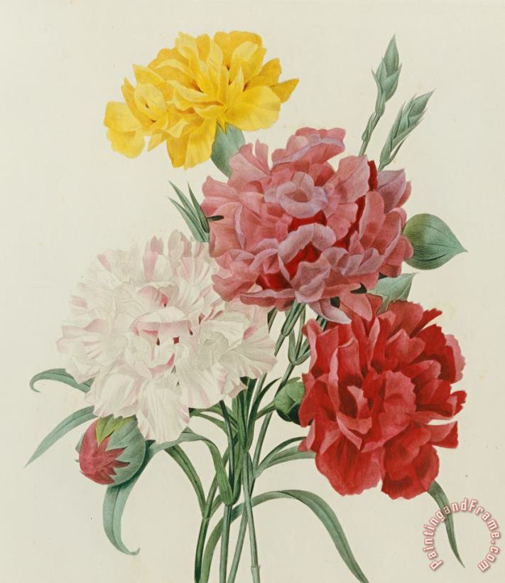 Carnations From Choix Des Plus Belles Fleures painting - Pierre Joseph Redoute Carnations From Choix Des Plus Belles Fleures Art Print