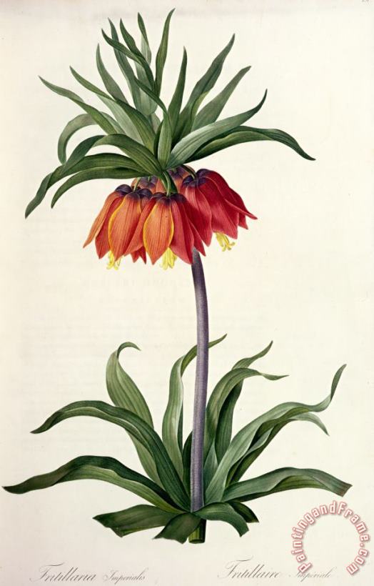 Pierre Joseph Redoute Fritillaria Imperialis Art Print