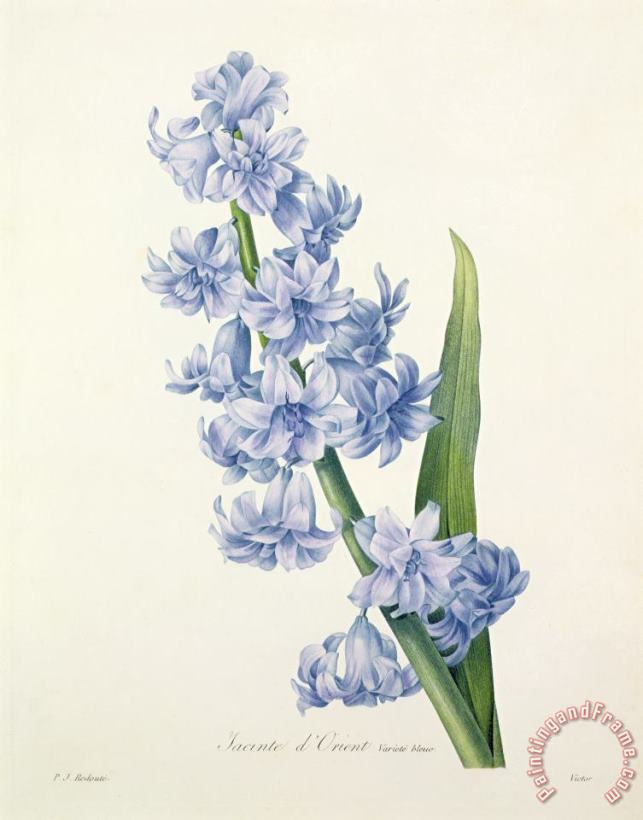 Pierre Joseph Redoute Hyacinth Art Print