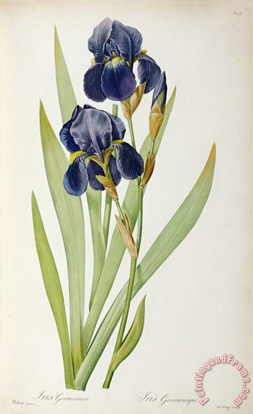 Pierre Joseph Redoute Iris Germanica Art Painting