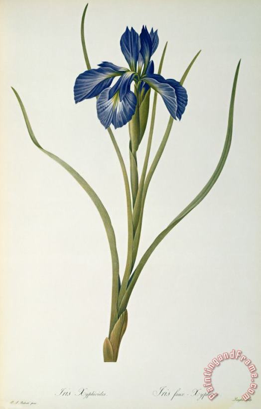 Pierre Joseph Redoute Iris Xyphioides Art Painting