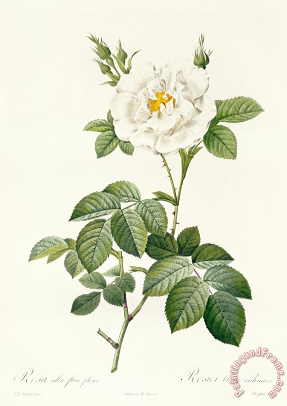 Pierre Joseph Redoute Rosa Alba flore pleno Art Print