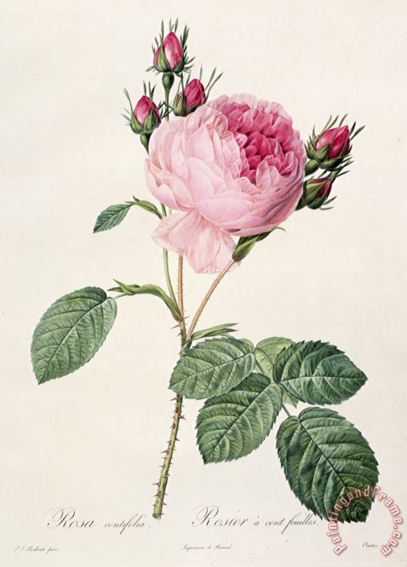 Pierre Joseph Redoute Rosa Centifolia Art Print
