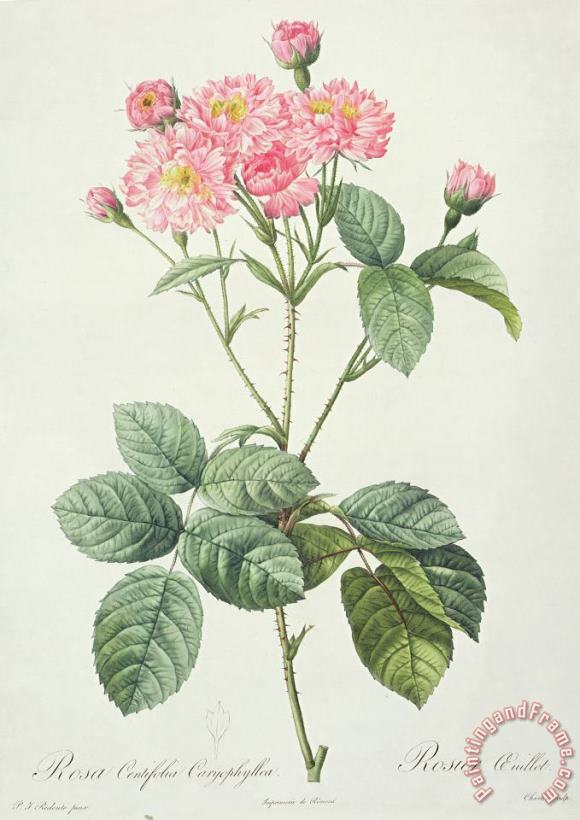 Rosa Centifolia Caryophyllea painting - Pierre Joseph Redoute Rosa Centifolia Caryophyllea Art Print