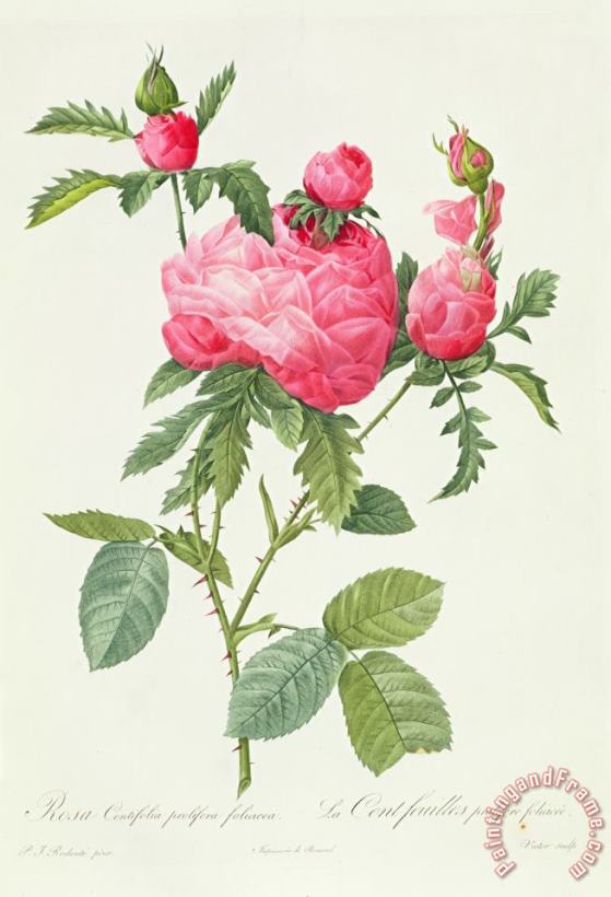 Rosa Centifolia Prolifera Foliacea painting - Pierre Joseph Redoute Rosa Centifolia Prolifera Foliacea Art Print