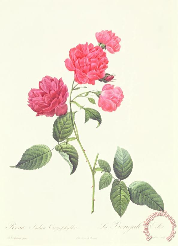 Rosa Indica Caryophyllea painting - Pierre Joseph Redoute Rosa Indica Caryophyllea Art Print