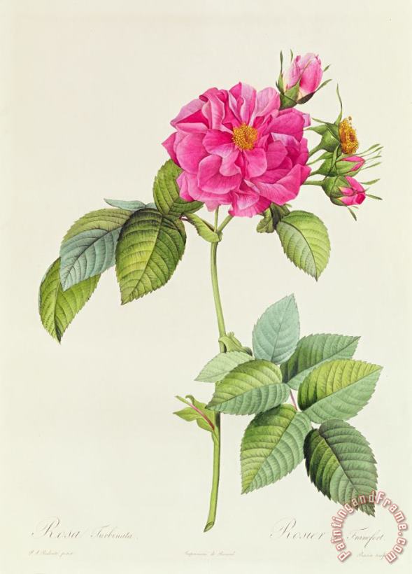 Pierre Joseph Redoute Rosa Turbinata Art Painting