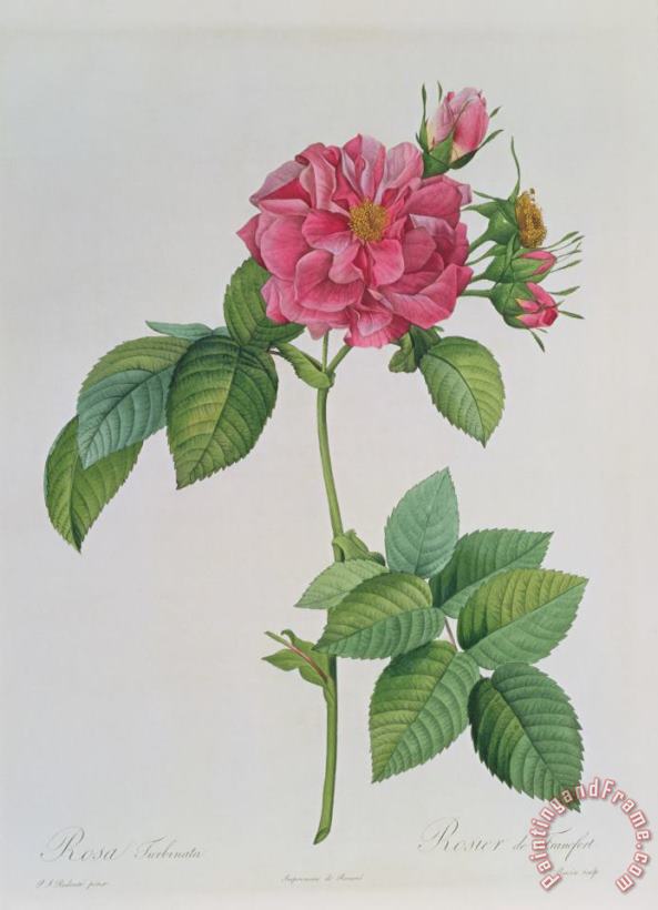 Pierre Joseph Redoute Rosa Turbinata Art Painting