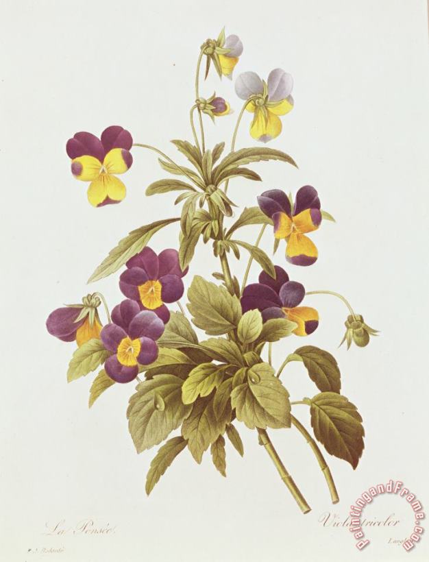 Pierre Joseph Redoute Viola Tricolour Art Painting