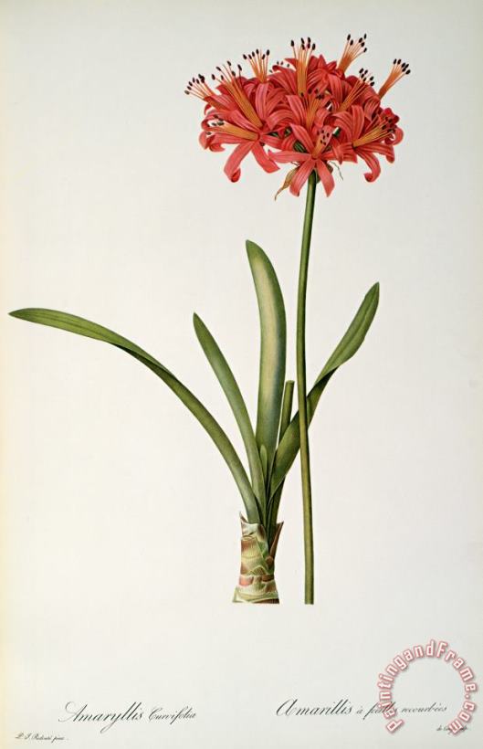 Pierre Redoute Amaryllis Curvifolia Art Print