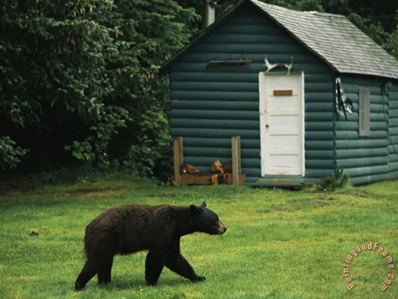 Raymond Gehman A Black Bear Looks for a Meal on The Grounds of The Taku Glacier Lodge Art Painting
