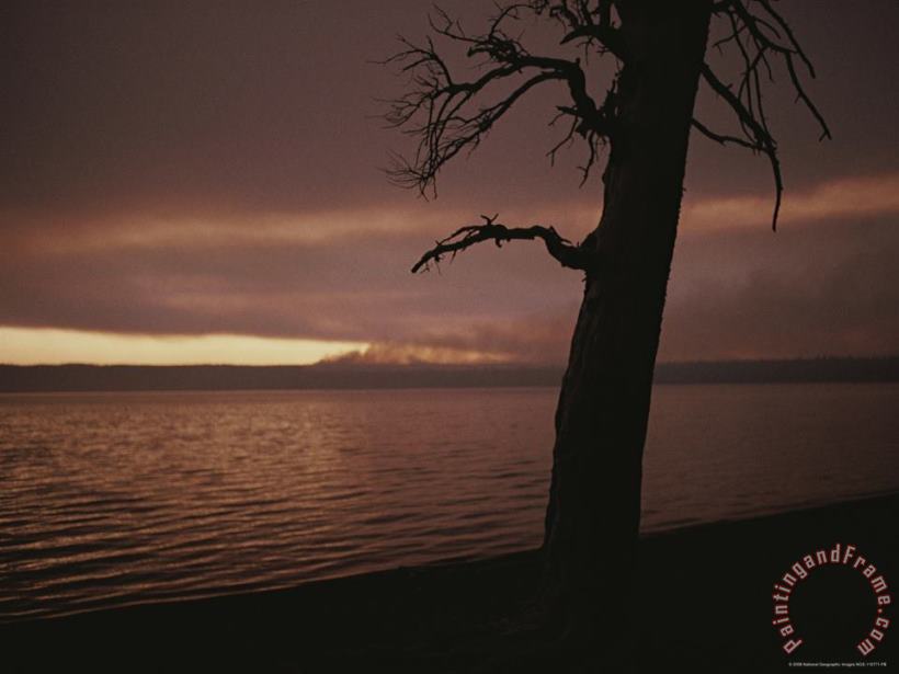 Raymond Gehman A Burned Pine Tree Is Silhouetted Against Shoshone Lake at Sunset Art Painting