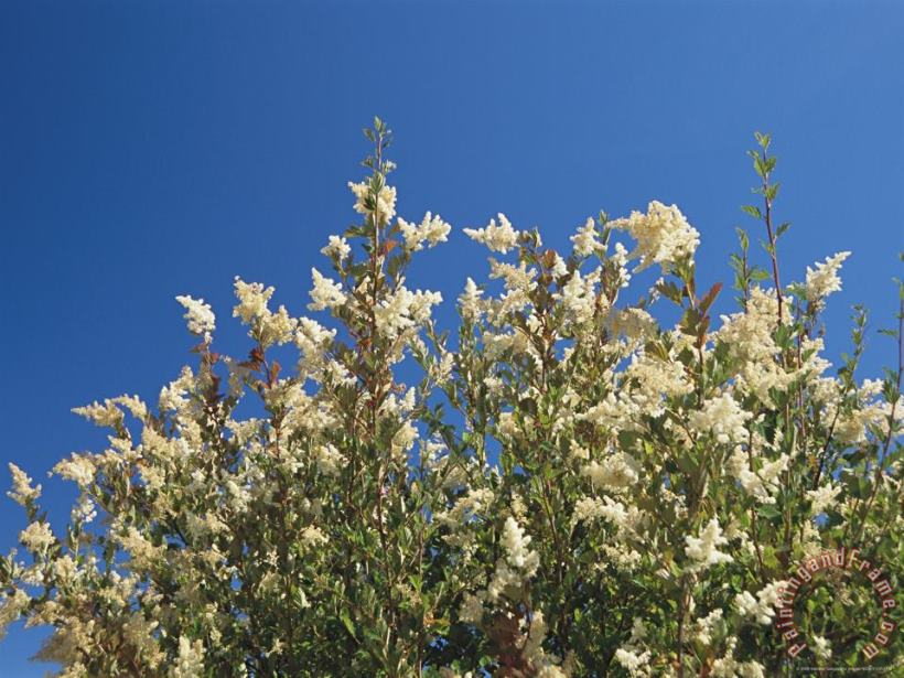 Raymond Gehman A Bush Bearing White Flower Spikes Reaches Skyward Art Painting