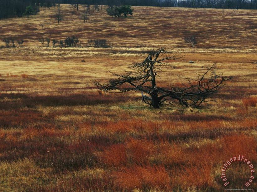 Raymond Gehman A Dead Tree And Sedges in a Meadow Art Painting