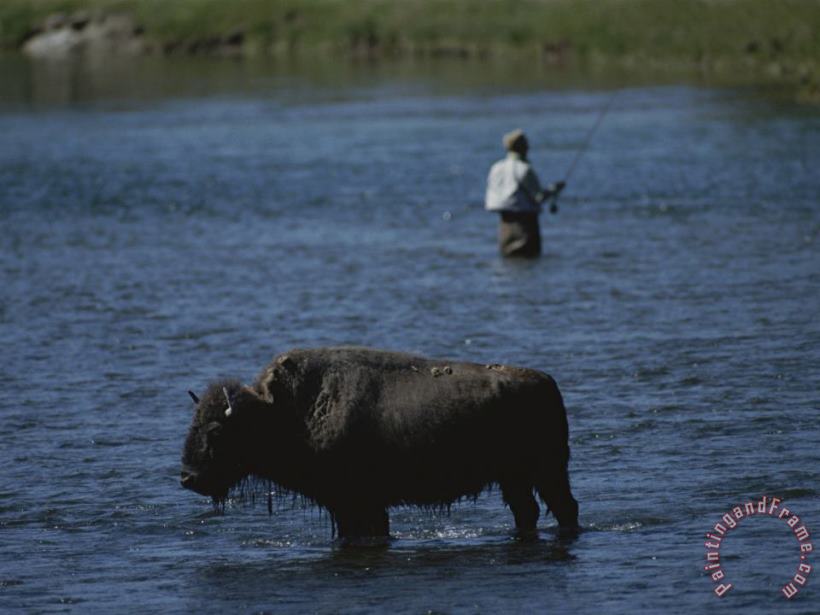 Raymond Gehman A Fisherman And Buffalo Share Water Space in The Yellowstone River Art Print