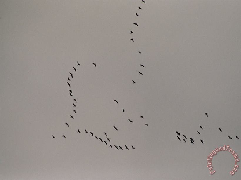 Raymond Gehman A Flock of Tundra Swans Fly Above The Mackenzie River Art Print