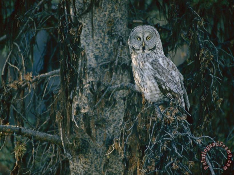 A Great Gray Owl Scouts for Prey in Yellowstone painting - Raymond Gehman A Great Gray Owl Scouts for Prey in Yellowstone Art Print