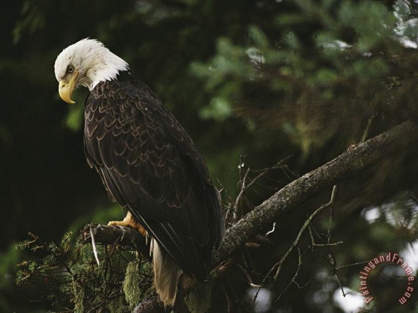 Raymond Gehman A Mature Bald Eagle Is Perched Atop a Tree Branch Art Print