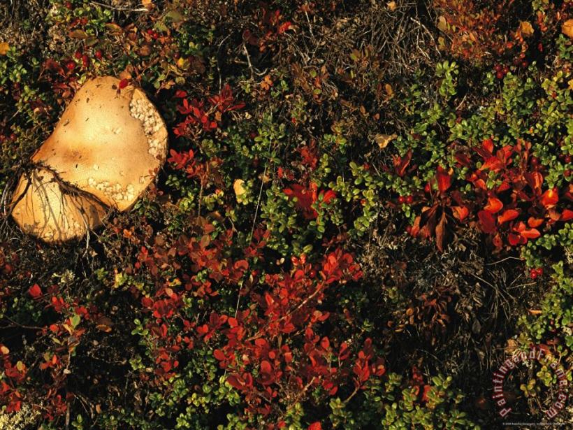 A Mushroom Grows Next to a Cranberry Bush painting - Raymond Gehman A Mushroom Grows Next to a Cranberry Bush Art Print