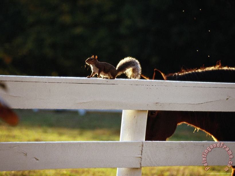 Raymond Gehman A Pastured Horse And a Gray Squirrel Outlined by The Late Afternoon Sun Art Print