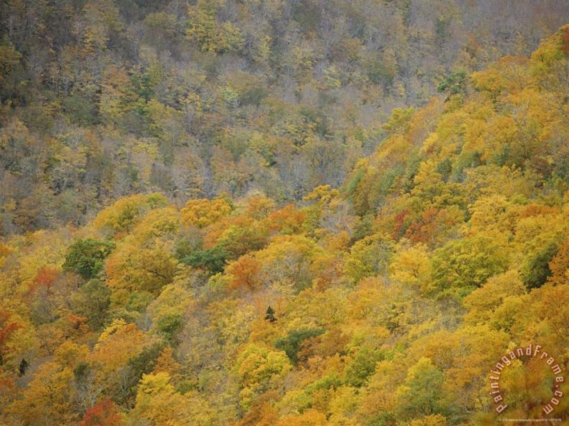 Raymond Gehman A Scenic View of The Autumn Foliage on North Aspy Mountain Art Print