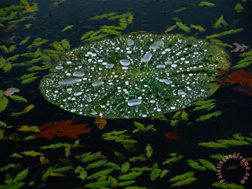 Raymond Gehman A Water Lily Pad Holds Rain Droplets Art Painting