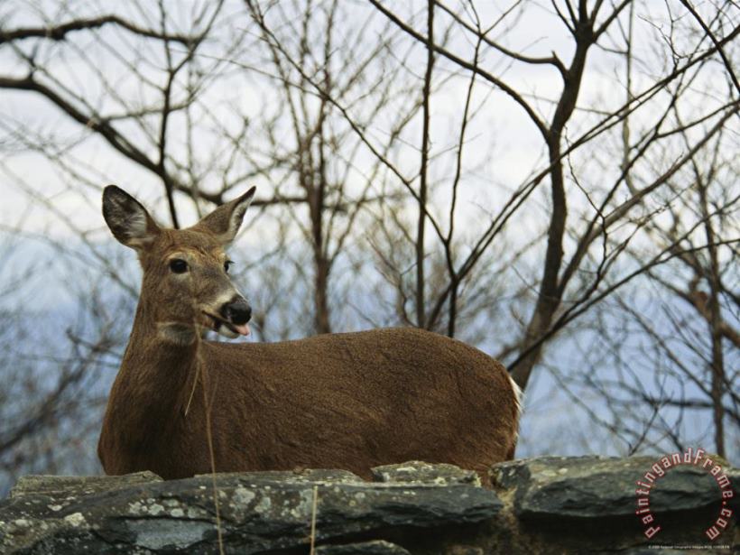 A White Tailed Deer Standing Behind a Rock Wall painting - Raymond Gehman A White Tailed Deer Standing Behind a Rock Wall Art Print