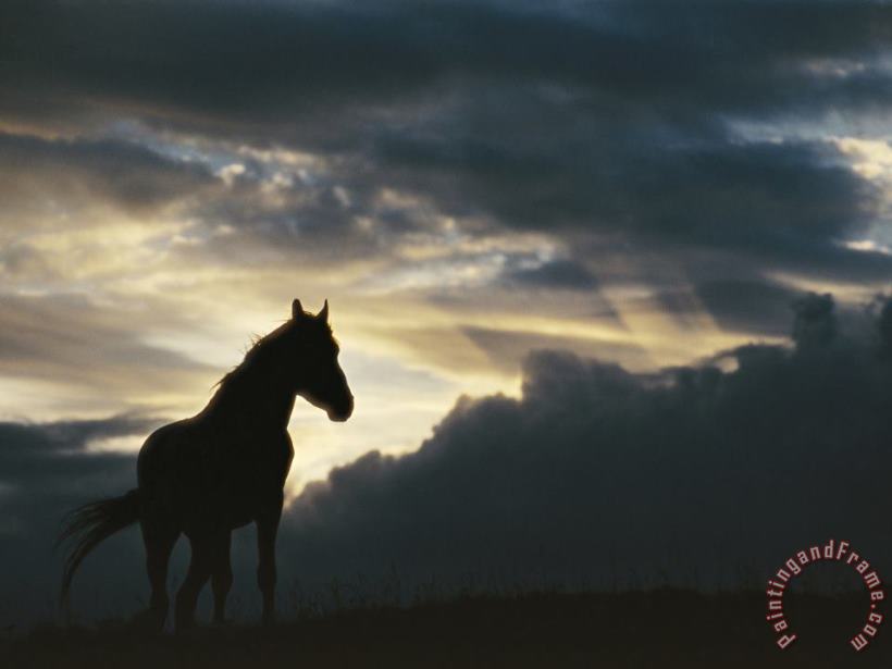 A Wild Horse Is Silhouetted by The Setting Sun Under Gathering Storm Clouds painting - Raymond Gehman A Wild Horse Is Silhouetted by The Setting Sun Under Gathering Storm Clouds Art Print