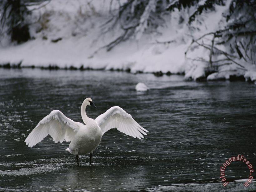 Adult Trumpeter Swans Lifting Its Wings on The Snow Banked Madison River painting - Raymond Gehman Adult Trumpeter Swans Lifting Its Wings on The Snow Banked Madison River Art Print