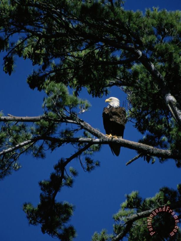 Raymond Gehman American Bald Eagle Perched in an Eastern White Pine Tree Art Painting