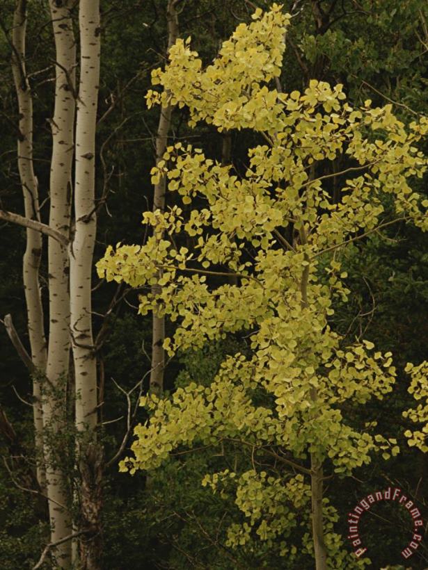Aspens Stand Tall in This Woodlands View painting - Raymond Gehman Aspens Stand Tall in This Woodlands View Art Print