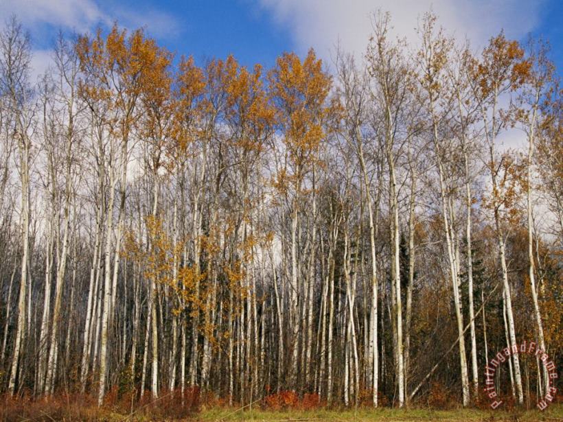 Autumn Colors Are Displayed in a Stand of Aspen Trees painting - Raymond Gehman Autumn Colors Are Displayed in a Stand of Aspen Trees Art Print