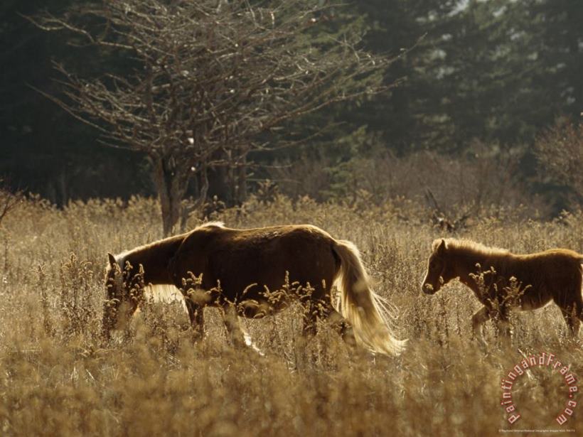 Backlit Wild Mare And Foal in a Meadow on The Appalachian Trail painting - Raymond Gehman Backlit Wild Mare And Foal in a Meadow on The Appalachian Trail Art Print