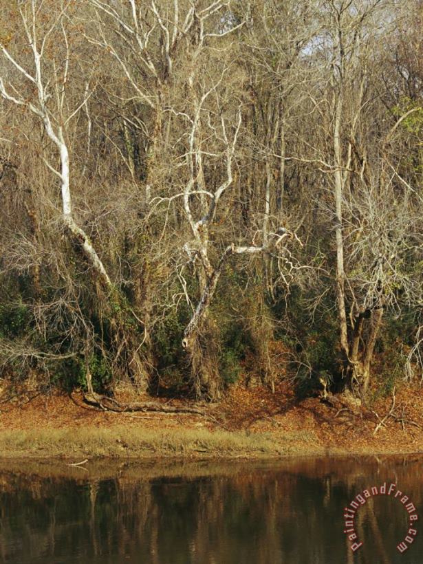 Oil on Canvas Cape Fear Swamp