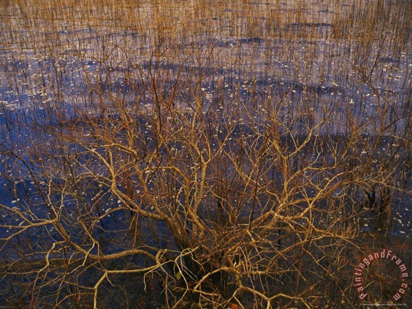 Raymond Gehman Bay Tree Branches Along The Edge of Lake Waccamaw The Worlds Largest Carolina Bay Art Painting