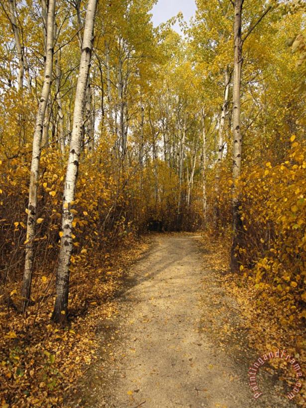 Raymond Gehman Birch Tree Lined Trail in Hecla Grindstone Provincial Park Art Painting