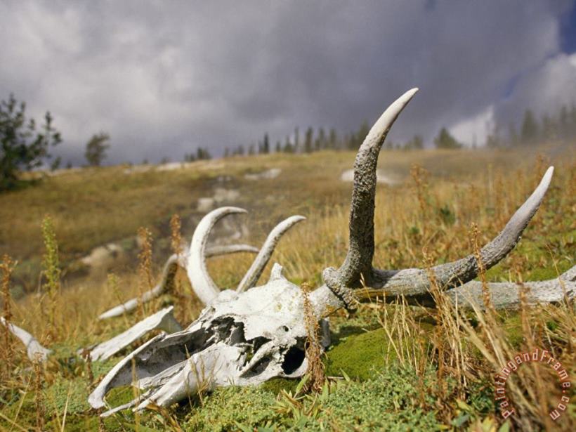 Bleached Antlers And Skull in a Mossy Meadow Mark The Demise of a Bull Elk painting - Raymond Gehman Bleached Antlers And Skull in a Mossy Meadow Mark The Demise of a Bull Elk Art Print