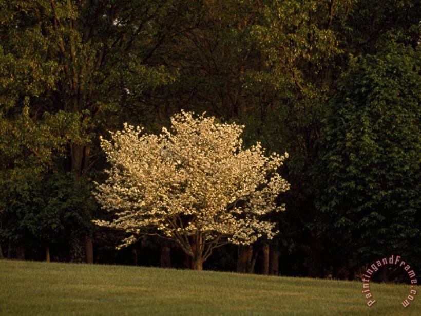 Raymond Gehman Blooming Dogwood Tree at The Edge of a Forest Art Painting