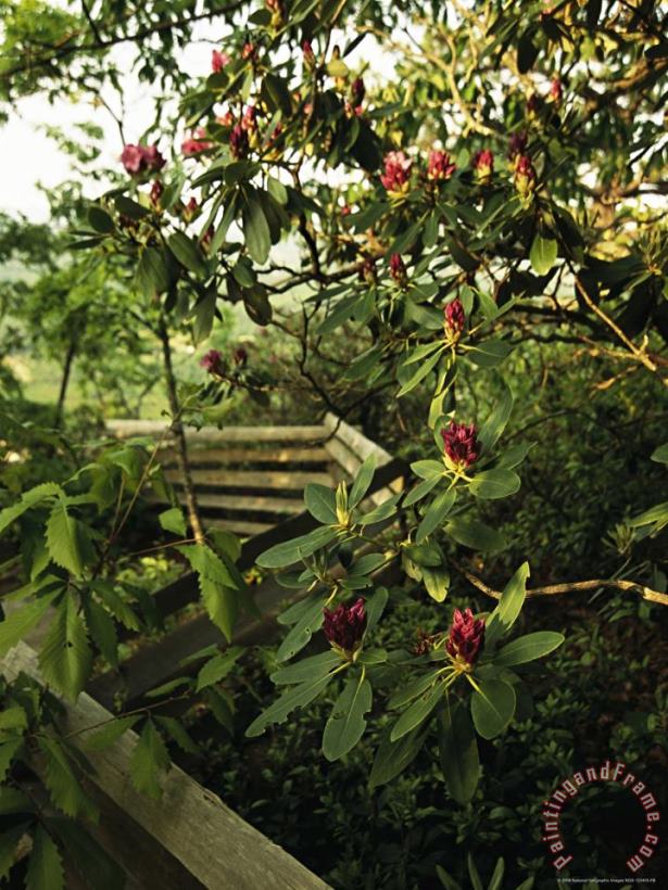 Raymond Gehman Blooming Rhododendron Along a Trail with Split Rail Fence Art Print