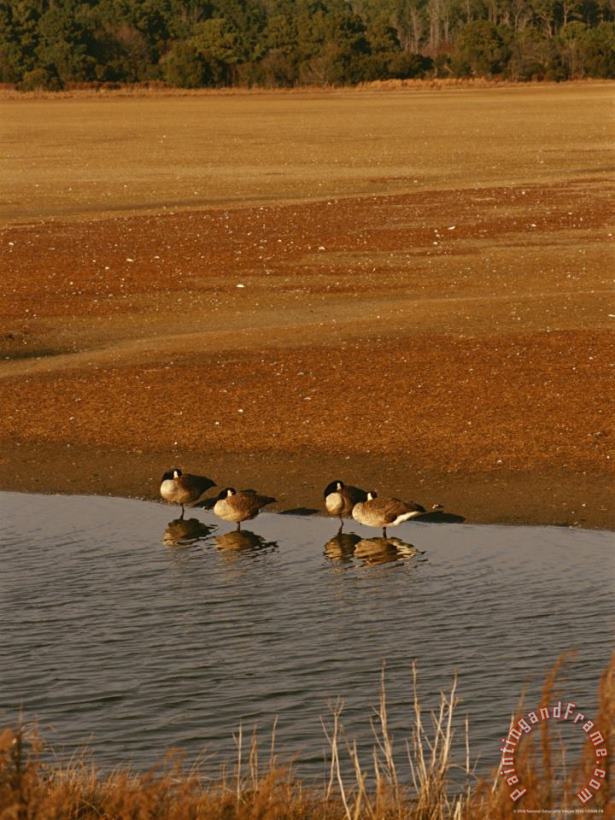 Raymond Gehman Canada Geese Resting in The Shallows of a Freshwater Marsh Art Print