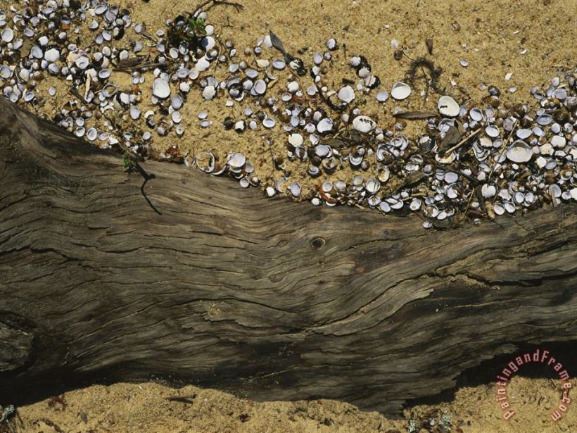 Raymond Gehman Clam Shells Piled Up Against a Log Where The Tide Deposited Them Art Painting
