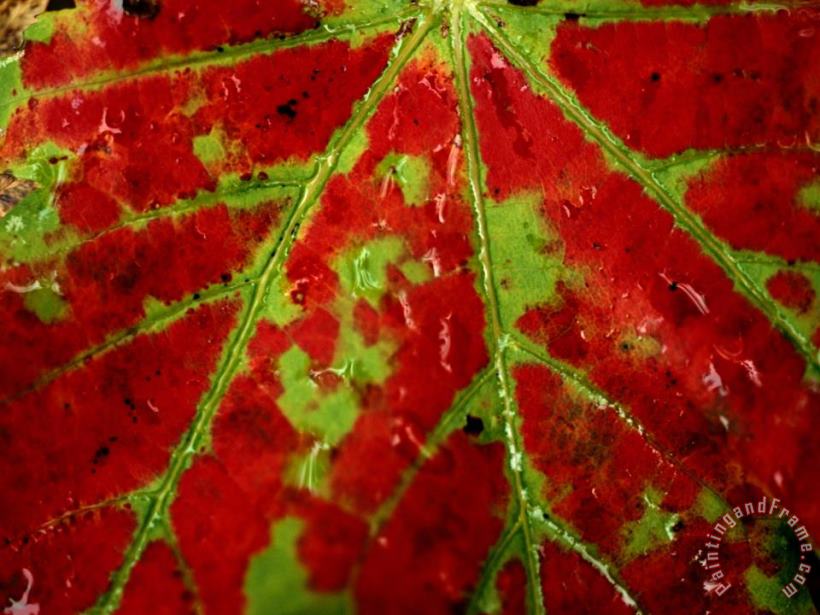 Raymond Gehman Close View of an Autumn Leaf Art Print