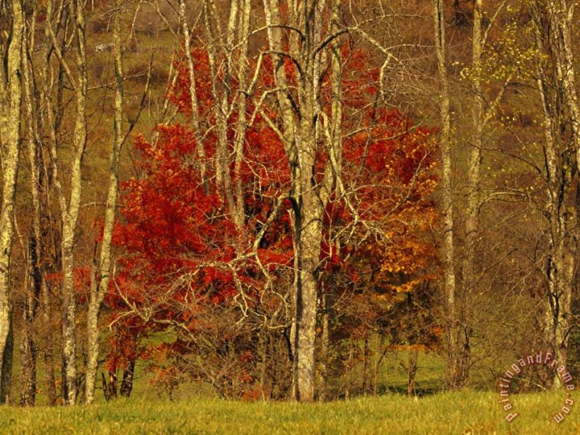 Colorful Maple Tree in Autumn Hues in The Tree Line at Field S Edge painting - Raymond Gehman Colorful Maple Tree in Autumn Hues in The Tree Line at Field S Edge Art Print